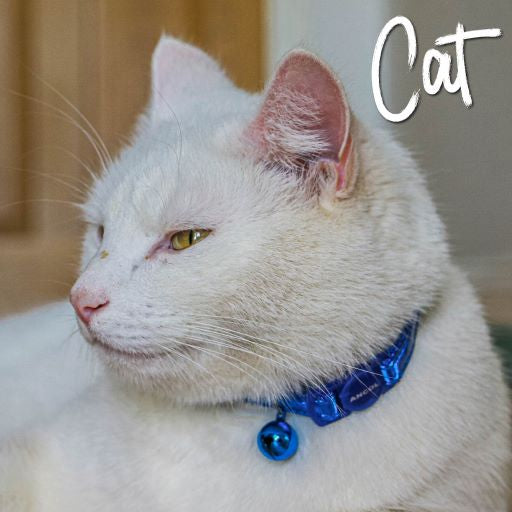 Gloss Reflective Safety Cat Collar