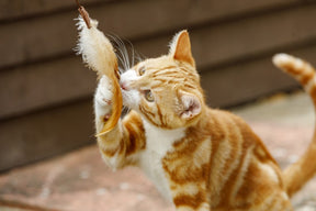 Petface Catkins Catnip Lion Teaser Cat Toy
