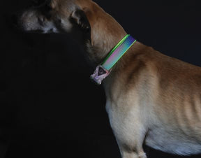 Go Walk LED Reflective Rainbow Dog Collar