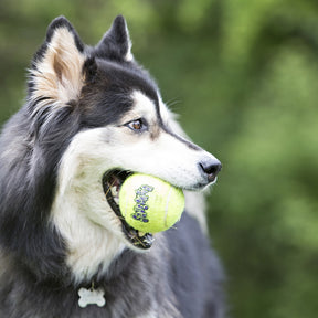 KONG SqueakAir® Tennis Ball Dog Toy (3 sizes)