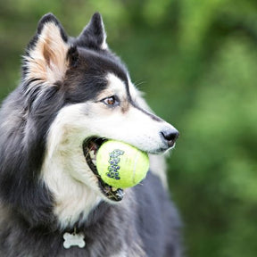 KONG SqueakAir® Tennis Ball Dog Toy - 3 Pack