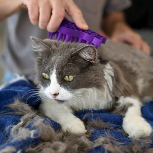 KONG ZoomGroom For Cats