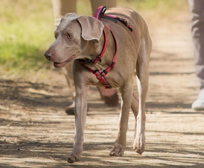 Halti Walking Dog Harness Red