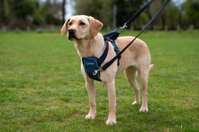 CarSafe Crash Tested Dog Harness