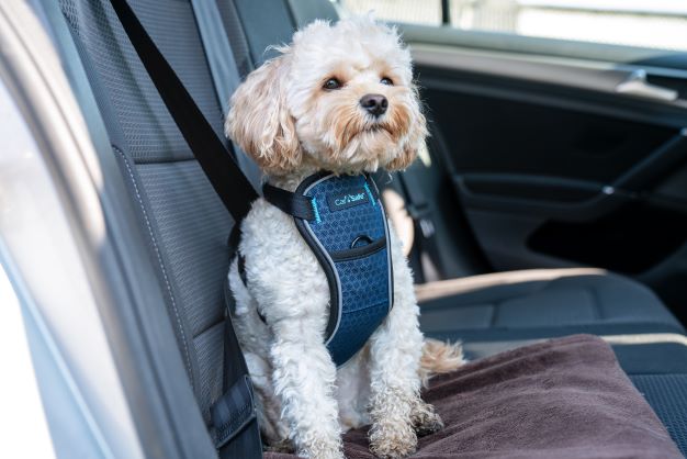 CarSafe Crash Tested Dog Harness